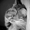 Facepalm-cat.jpg